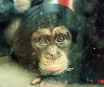 Image showing WSPA logo and monkey