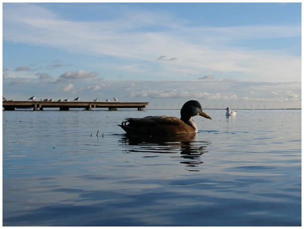 A calm duck