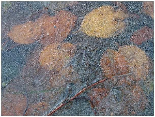 Leafes under ice